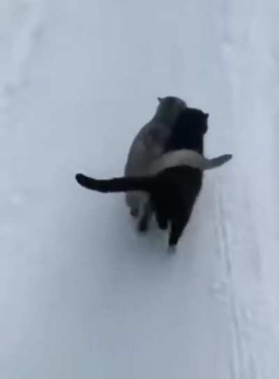 Best friends out for a stroll