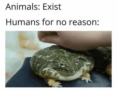 must pet them-