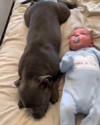 Protecting her hooman