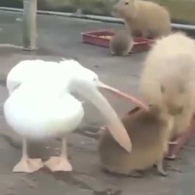 pelican’t