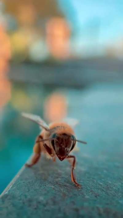 I found a little bee