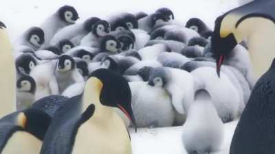 When emperor penguin chicks are about 50-60 days old, they've become too big for their parents' protective pouch. So while they are away, chicks form large groups called cr&egrave;ches to keep warm.