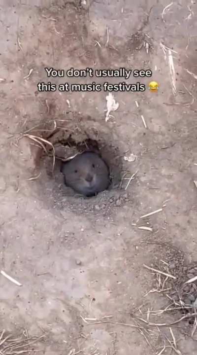 Concert Wunk