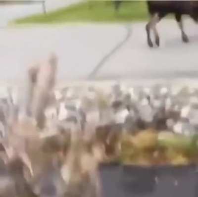 "Mom there's two moose fighting in front of the lawn!!!"