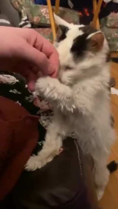 This cat is 29 years old