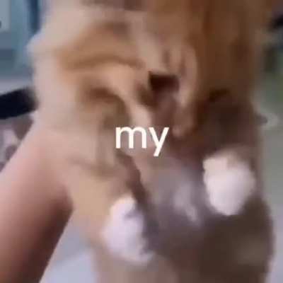 gatos