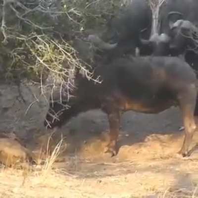 Buffalo escaped by lion death🥺