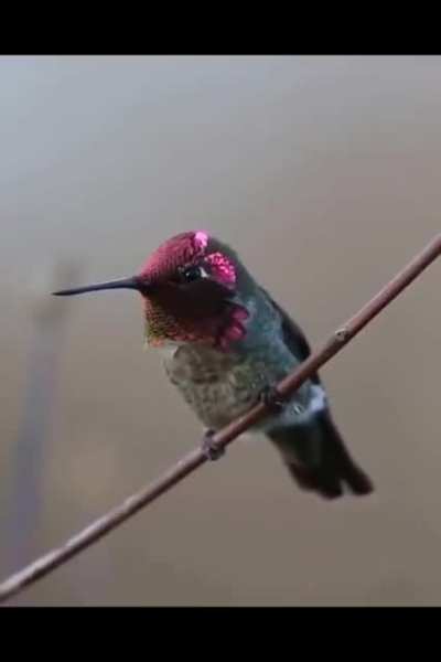 Here's a gorgeous hummingbird