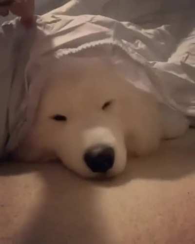 Stop scrolling for immediate happiness - Floofer Boofer