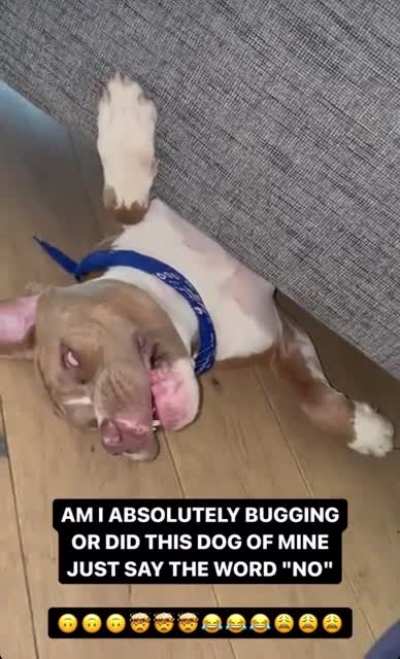 Friends dog just said &lsquo;no&rsquo;