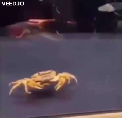 Fish eats Mr. Krabs