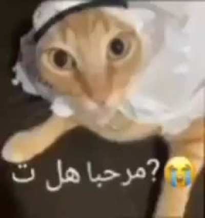 Xd