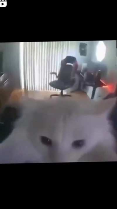 Gato