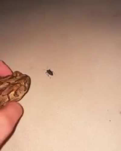 She&rsquo;s using that frog as a WEAPON...