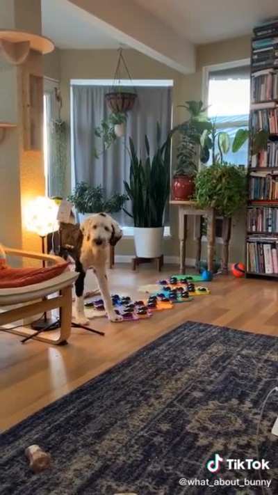 O cachorro &eacute; mais esperto que eu