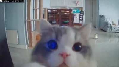 Cat noticing the camera placed in the room