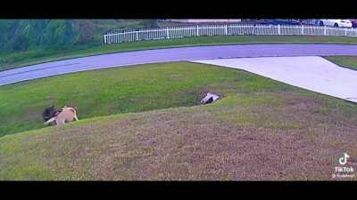 A kid's pet dog saves him from a dog attack
