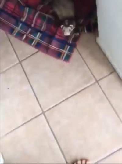 Ferret seeing snow for the first time