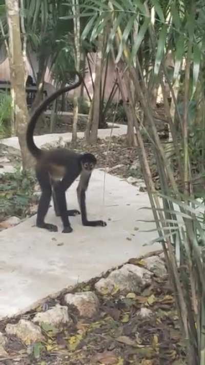 Yucat&aacute;n monkey came down out of the trees at our jungle massage.