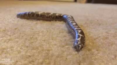 Carpet noodle tries to hide