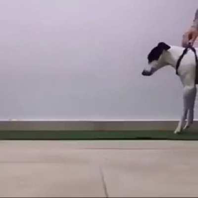 Disabled pup learns to walk again