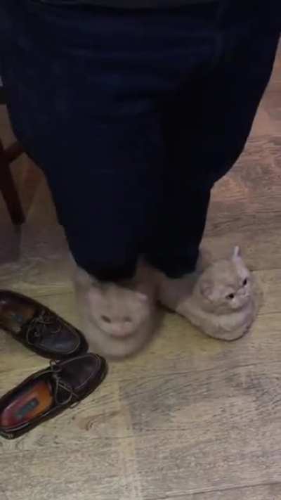 Someone doesn&rsquo;t like my slippers 🙁