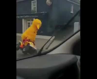 Follow that bird!