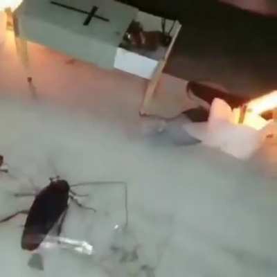 Roach