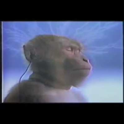 Monke becomes maopilled