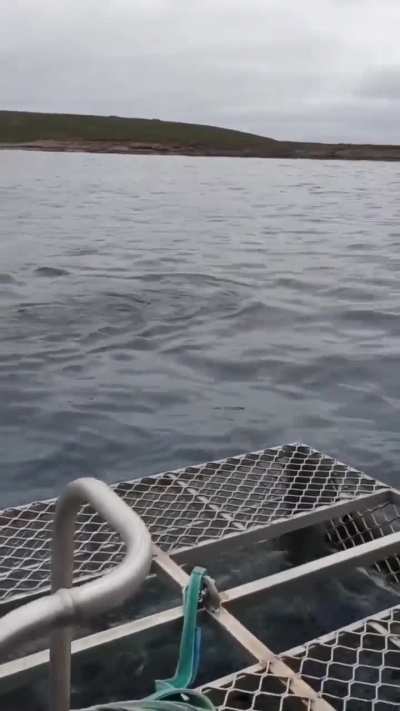 Shark tips over