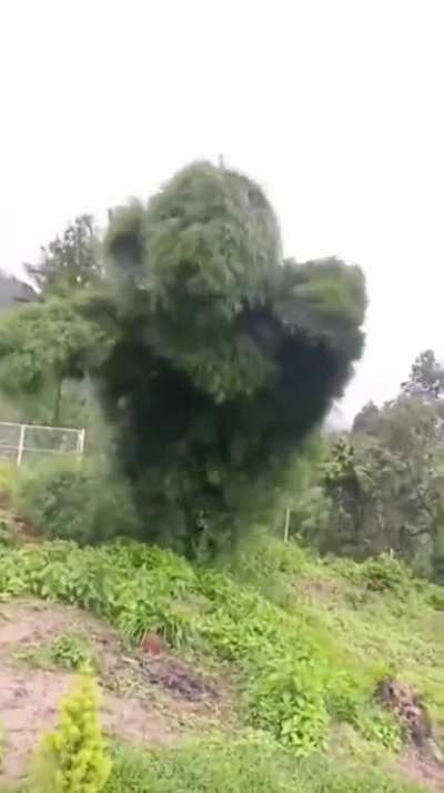 🔥Tree Looks Like A Human Dancing In A Tree Costume