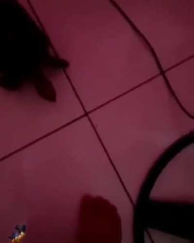 catapimbas ;-;