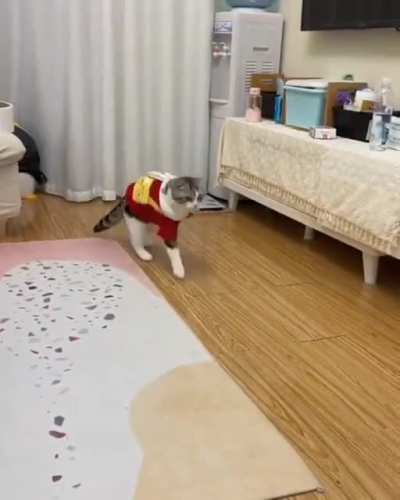 😹котенька троллит своего человека 😹часть 2
