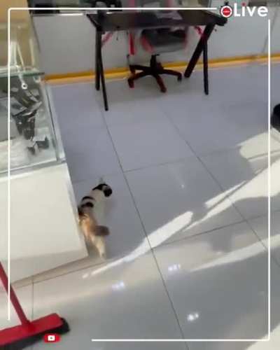 Cat trying to escape the 50&deg;C weather of Kuwait