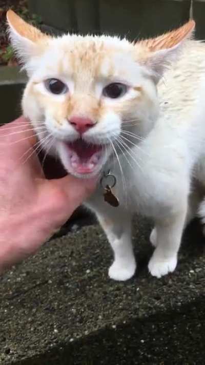Meet Coco. Neighbour&rsquo;s cat that escaped her crate and home after a vet visit.