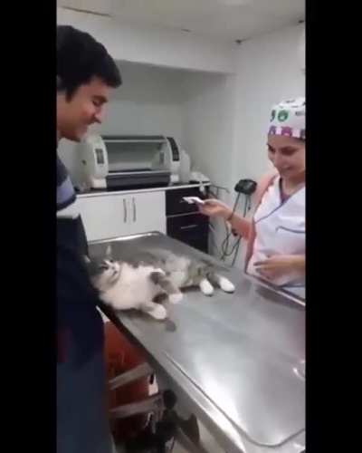 Please, they're such a good kitty