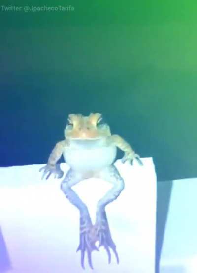 Peppo flip