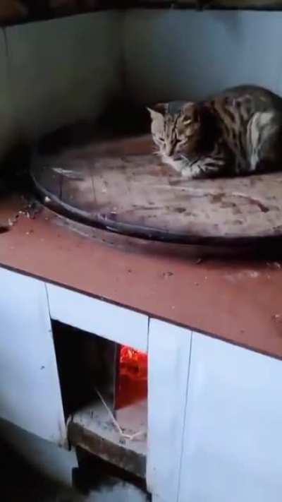 Cook your cat over low fire