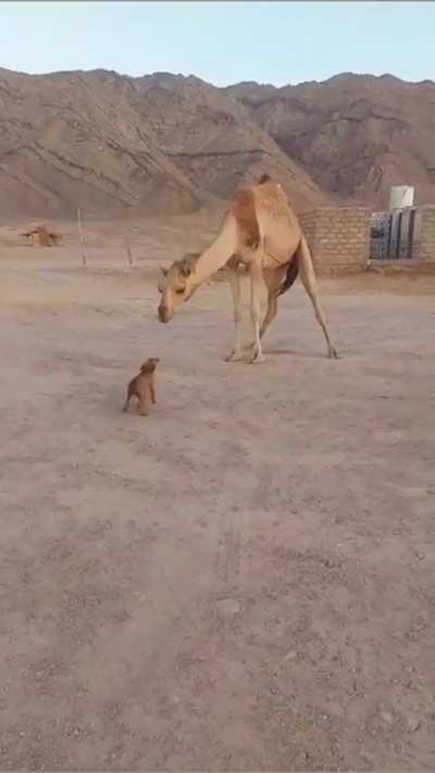 Cute animal