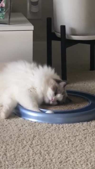 Kitty can hardly contain her enthusiasm...