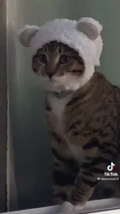 Teddy Bear Cat