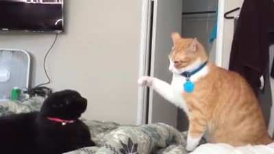 They were Kung-Fu Fighting