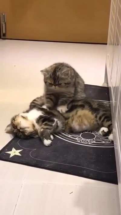kitty in a relationship before me