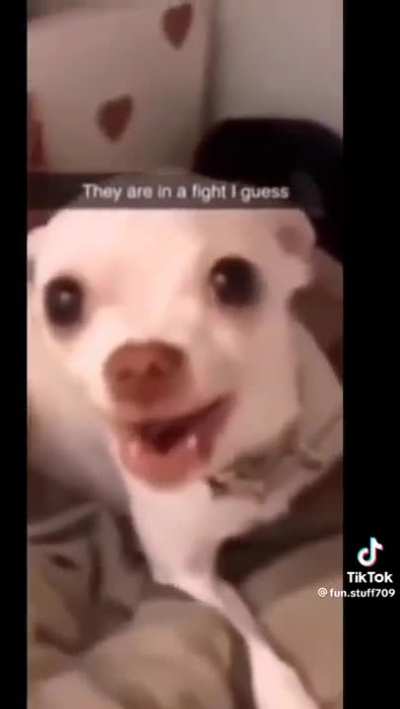 Dogs