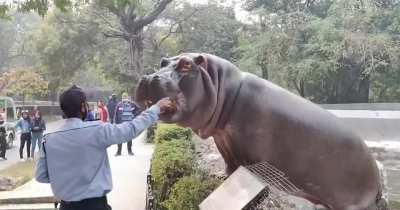 Zoo Security Guard risks his life to save unalarmed visitors from a hippo