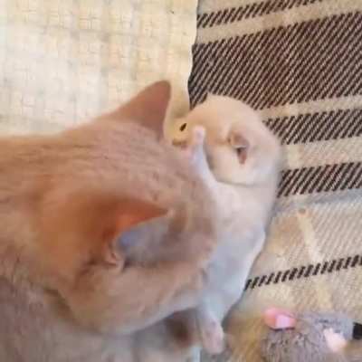 Kitten don&rsquo;t wanna get groomed