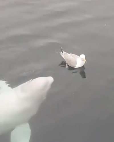 Beluga has fun with a seagull