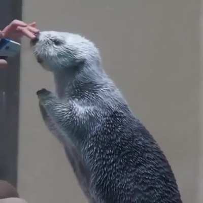 Checking a sea otter&rsquo;s temperature