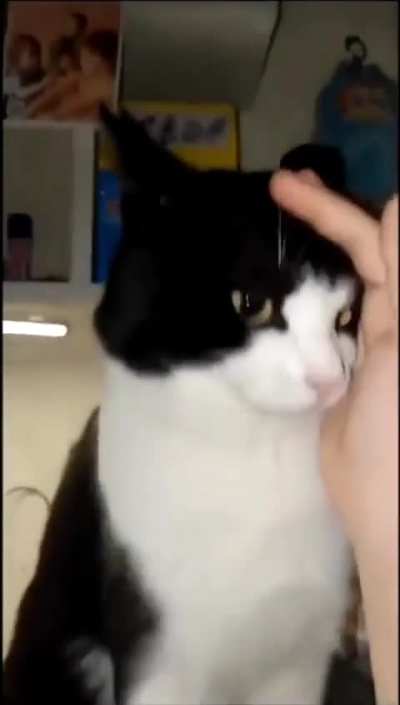 Nice kitty