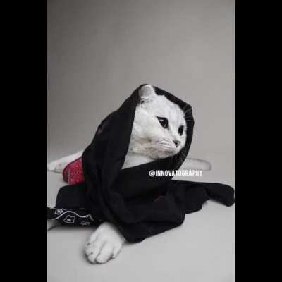 The Cat in Traditional Thoub